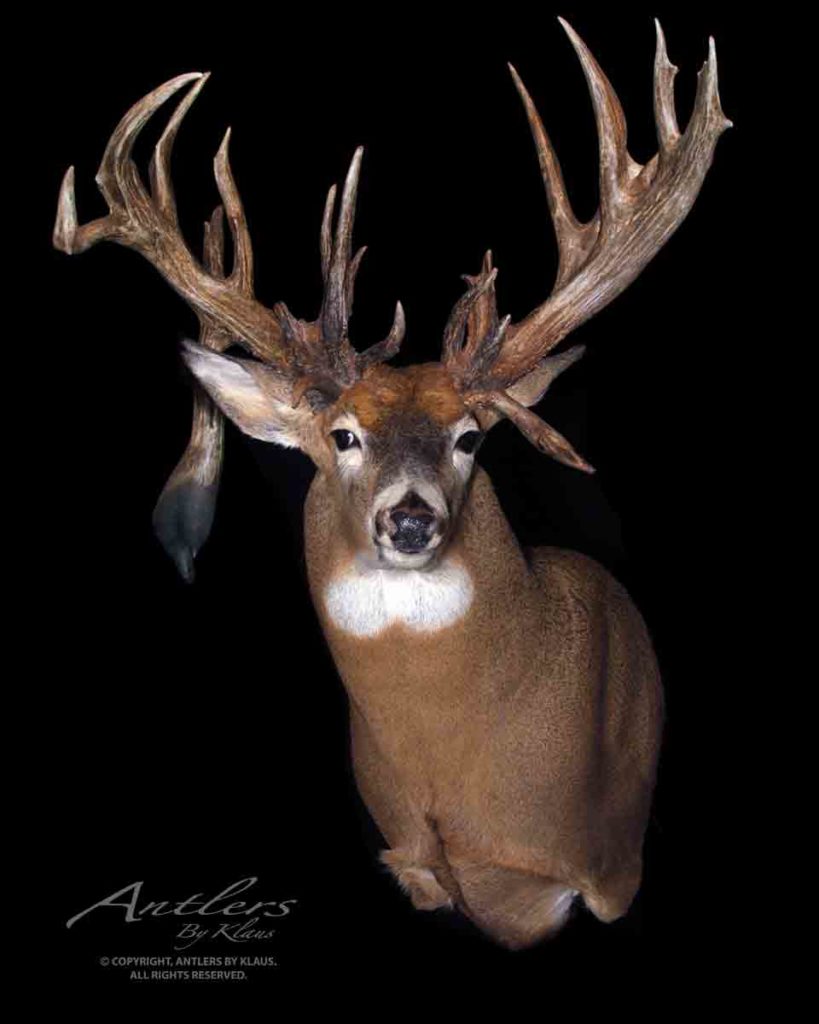 Gerald Rightmyer Buck - Antlers by Klaus