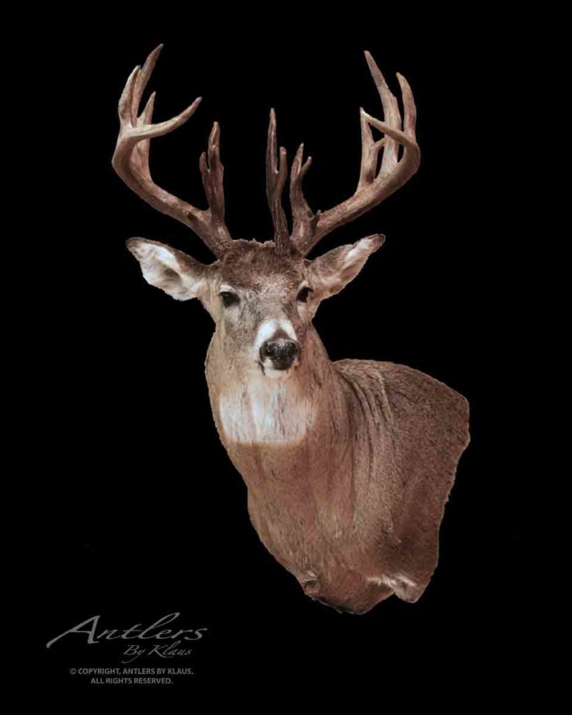 Randy Peck Unicorn Buck - Antlers by Klaus