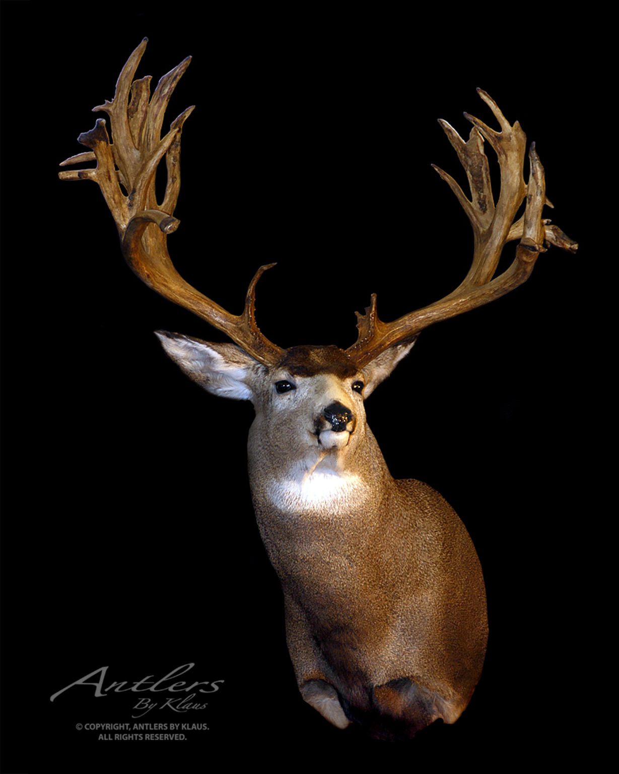 Clyde Lambert Buck - Antlers By Klaus