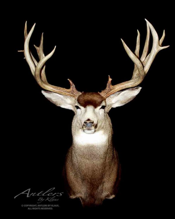 Gunnison Mule Deer - Antlers by Klaus
