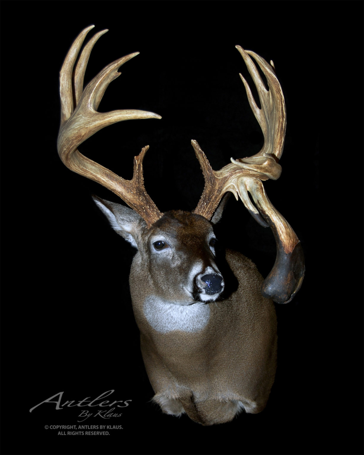 Boot Buck - Antlers by Klaus