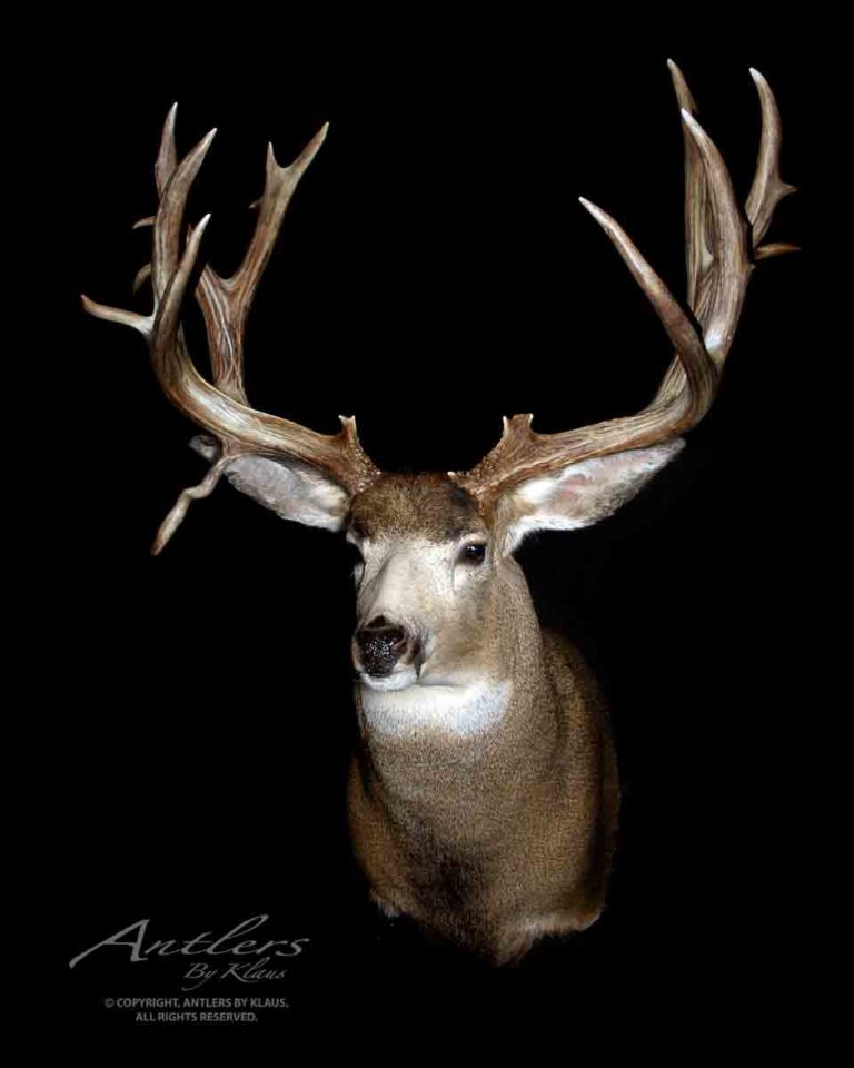 Colorado Mule Deer Antlers By Klaus