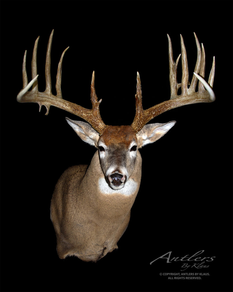 Pat Bolen Buck - Antlers by Klaus