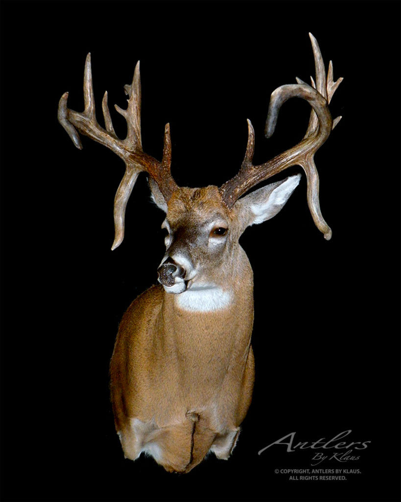 Handlebar Buck - Antlers by Klaus