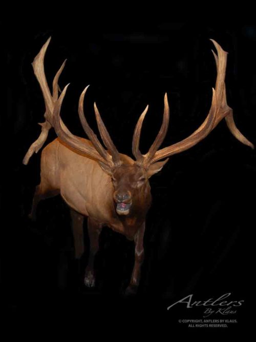 Caribou / Elk Archives - Antlers by Klaus