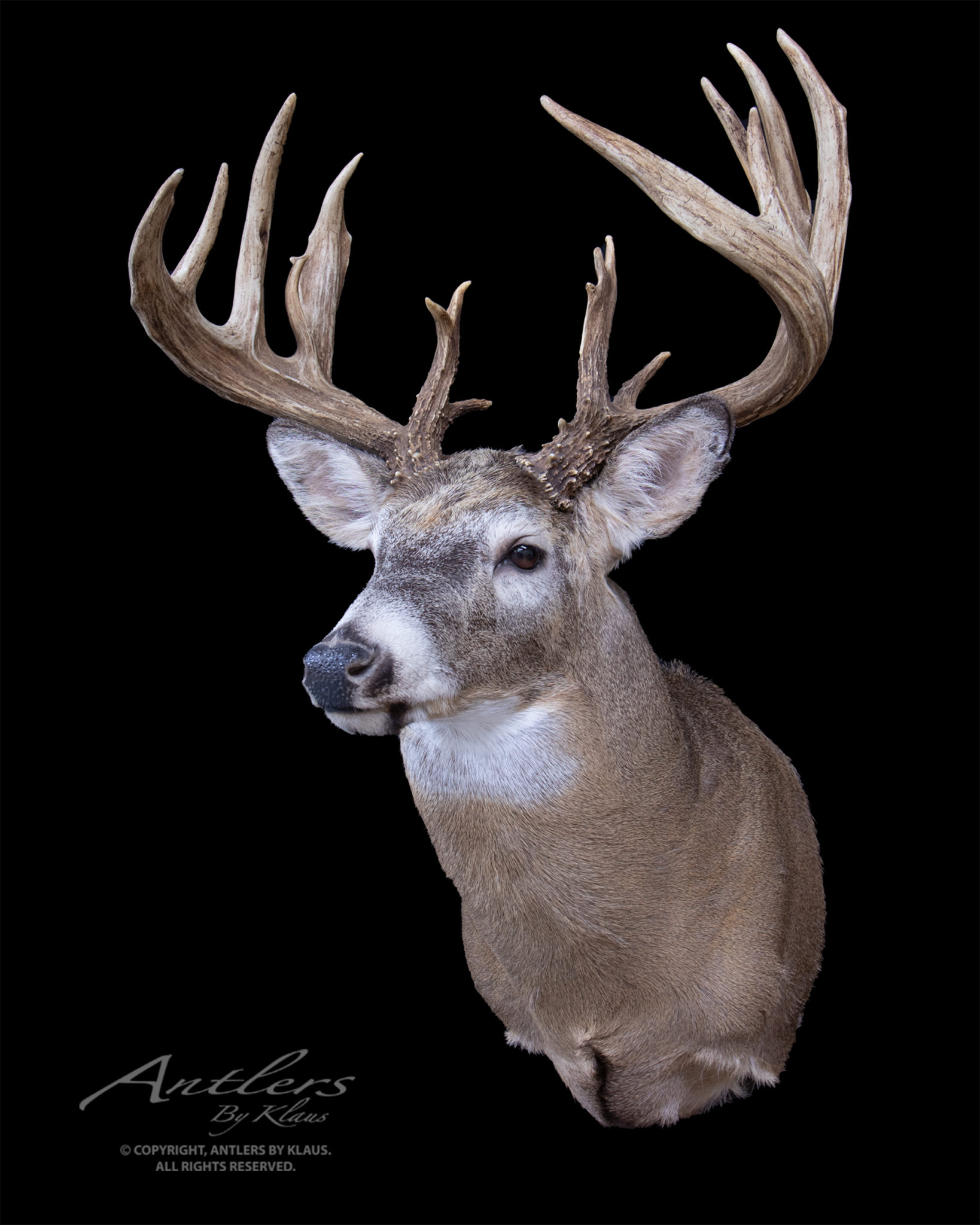 Whitetail - Antlers by Klaus