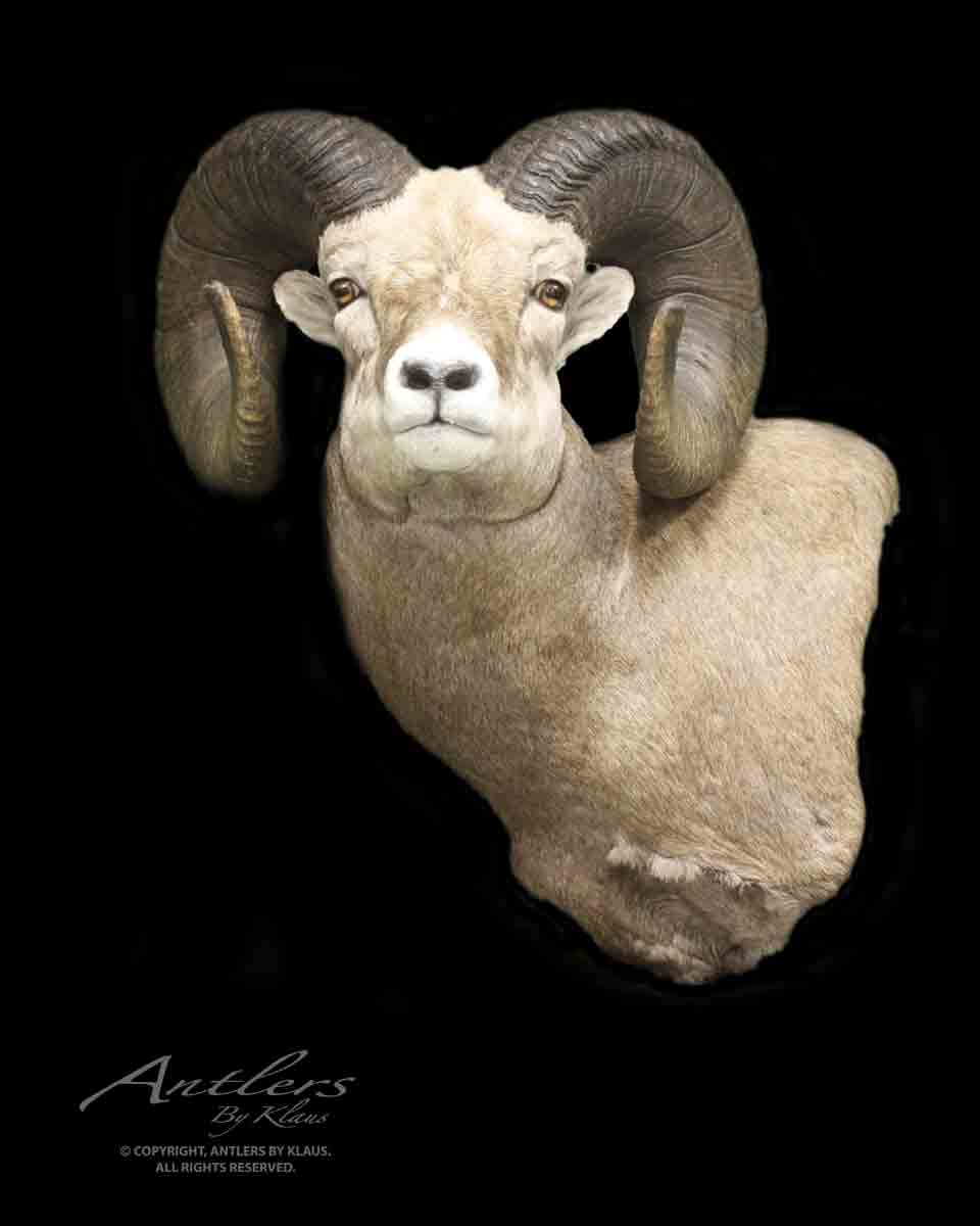 Huge Bighorn Sheep Skull Horns Deer  Antlers Taxidermy 