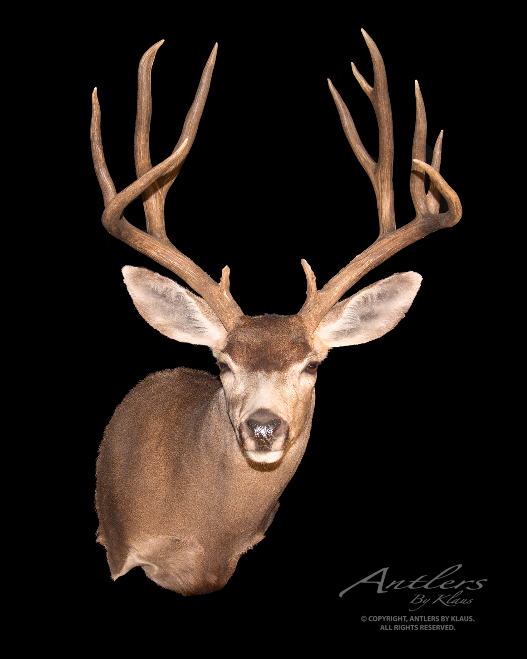 Sonora Giant Mule Deer Antlers By Klaus | ubicaciondepersonas.cdmx.gob.mx