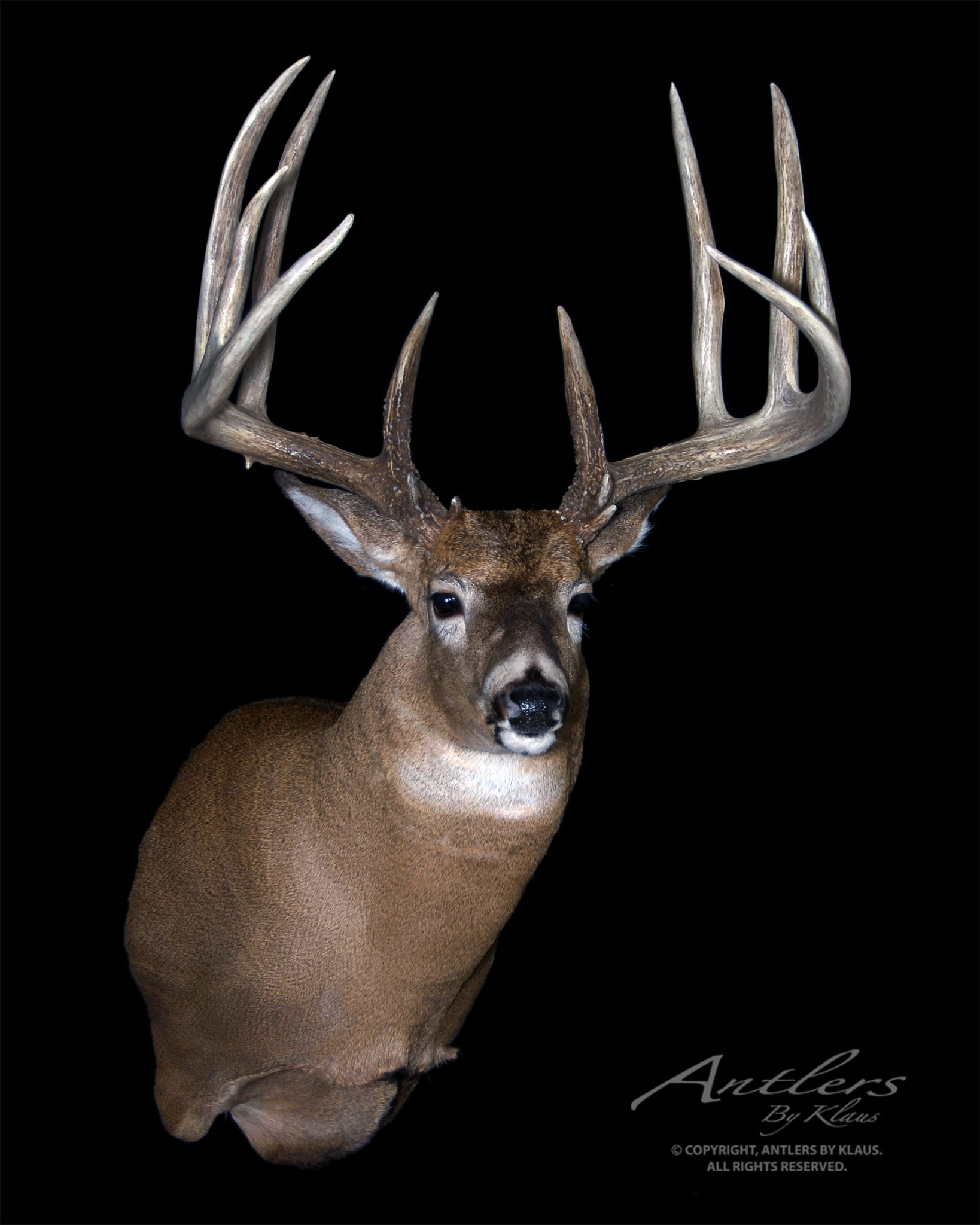 Whitmire Buck - Antlers By Klaus