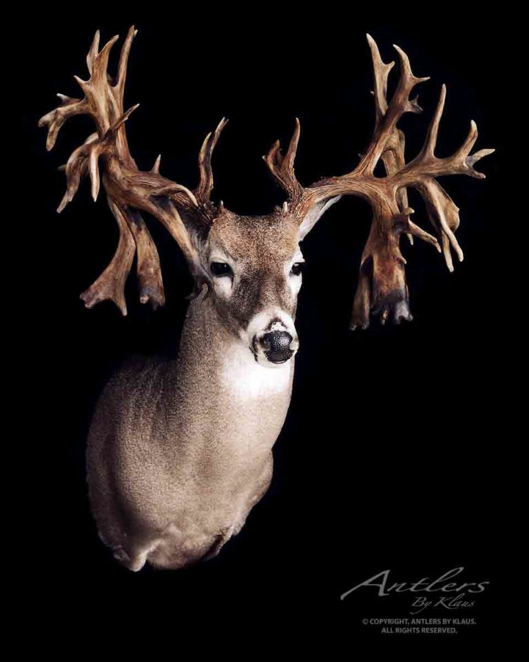 Jeff Benson Buck - Antlers by Klaus