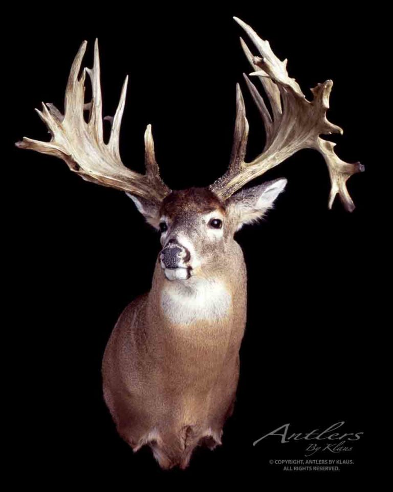 Hill Gould Buck - Antlers By Klaus