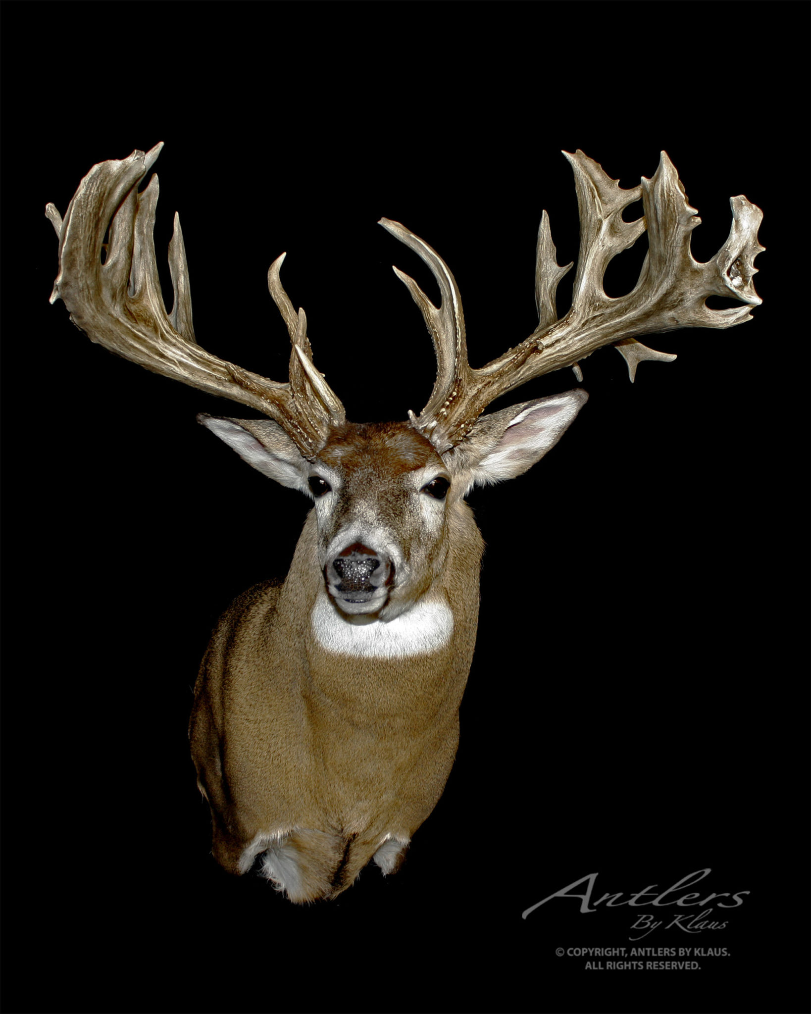 Hochstetler Buck - Antlers By Klaus