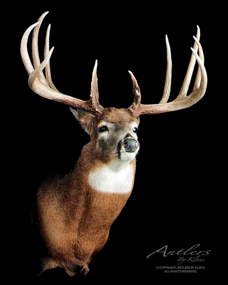 David Klatt Buck - Antlers by Klaus