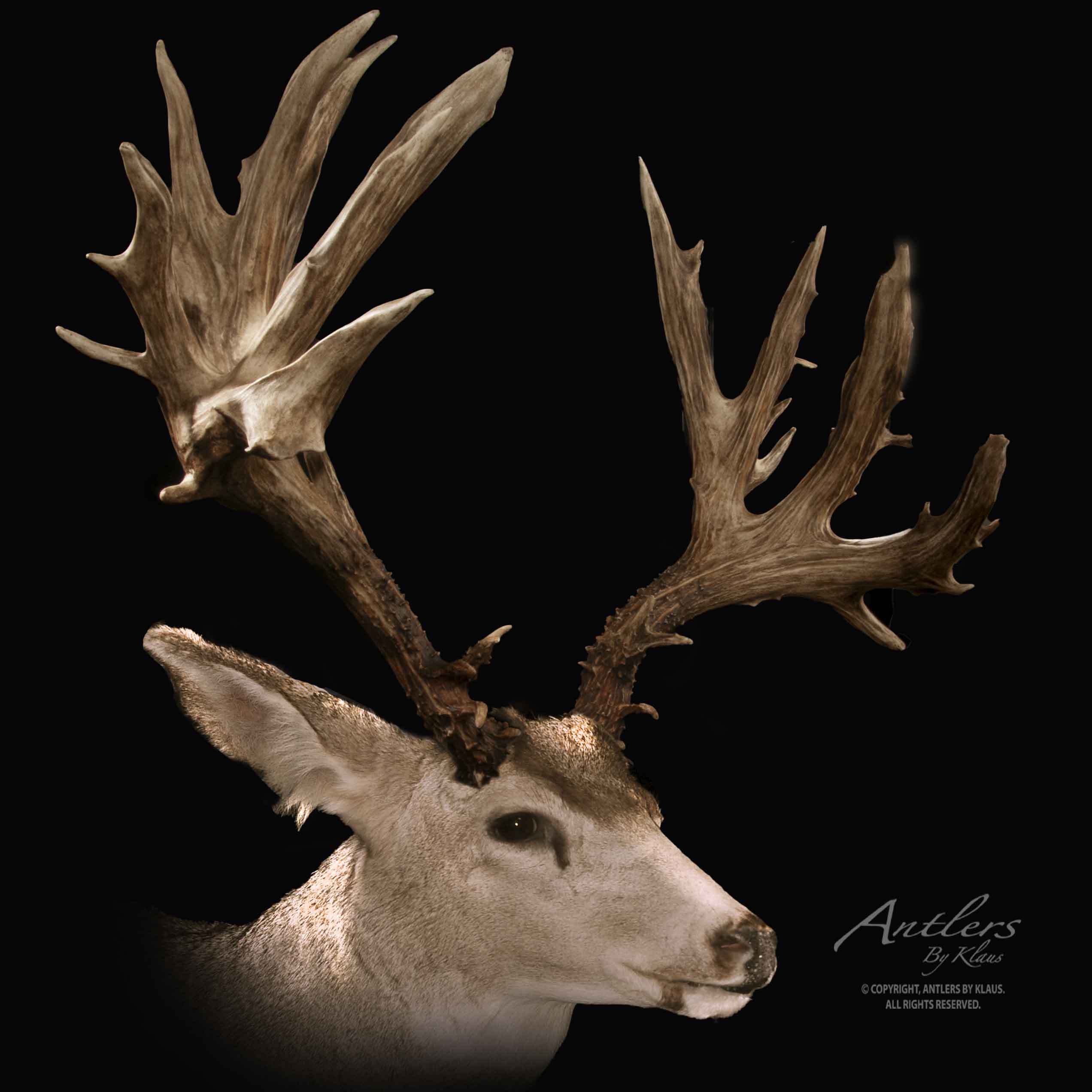 Bev Clark Mule Deer - Antlers by Klaus