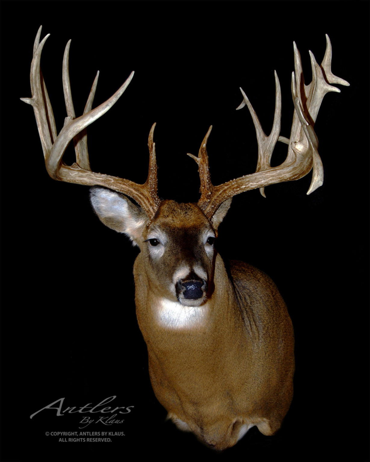 Brian Andrews Buck - Antlers by Klaus