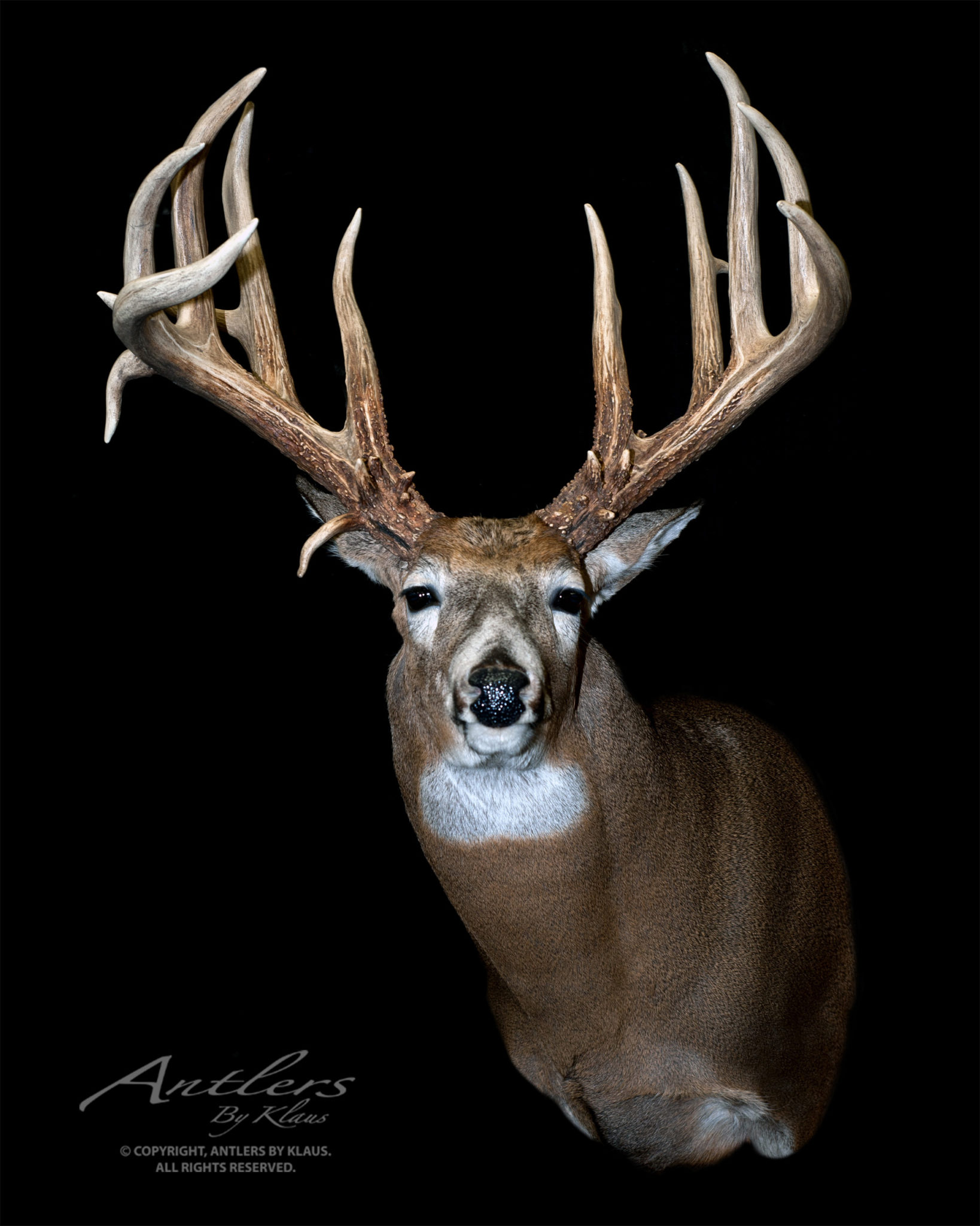 Jerry Hampton Buck - Antlers by Klaus