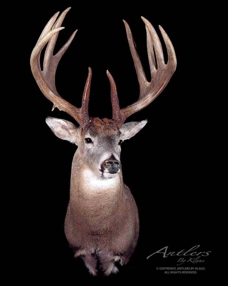 Curt Van Lith Buck - Antlers by Klaus