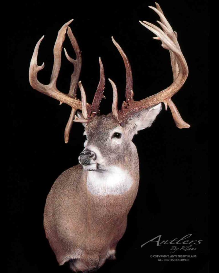 Brian Bice Buck - Antlers by Klaus