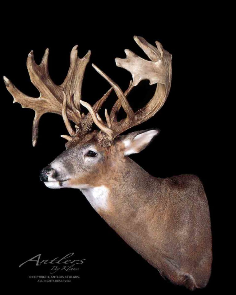 Gary Smith Buck Antlers by Klaus