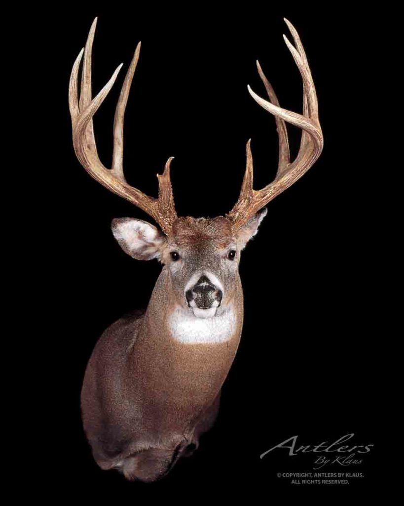 Jeff Whisker Buck - Antlers by Klaus