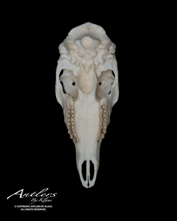 Whitetail Skull