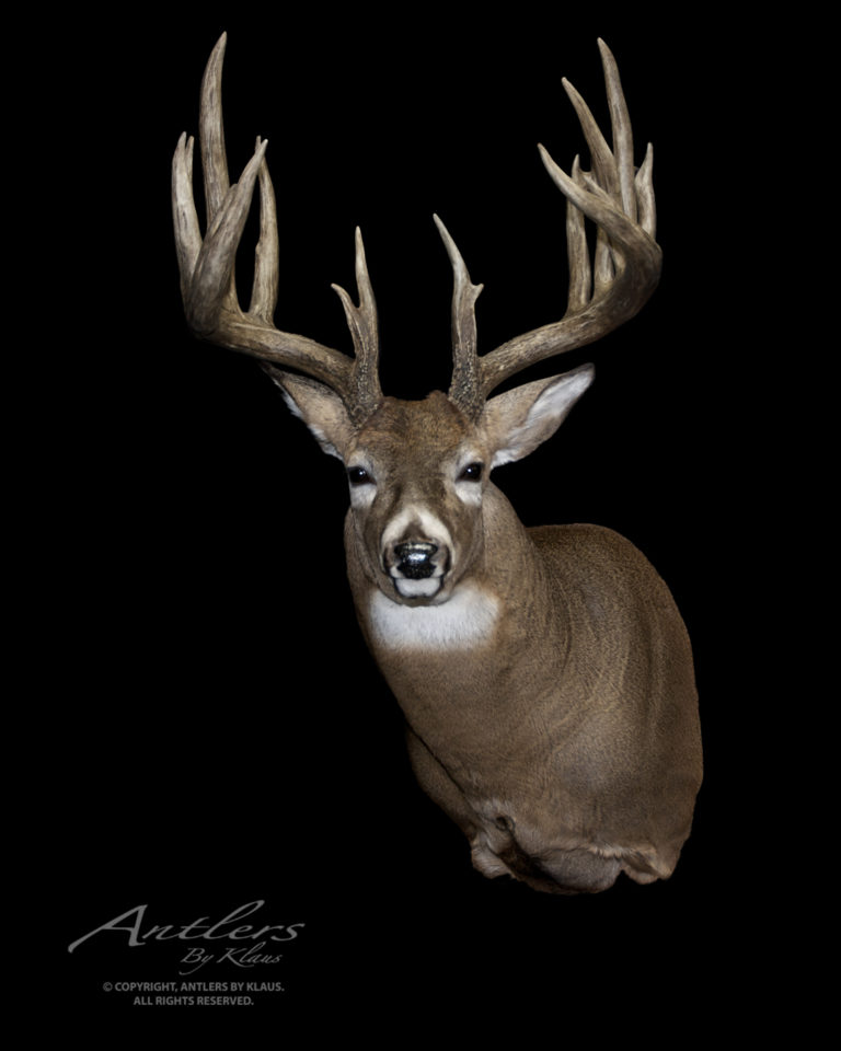 Koberstein Buck Antlers By Klaus