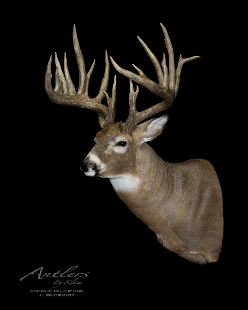 Koberstein Buck - Antlers by Klaus