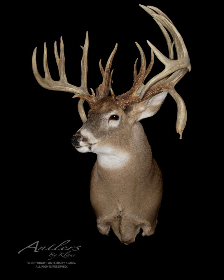 Larry Raveling Buck - Antlers by Klaus