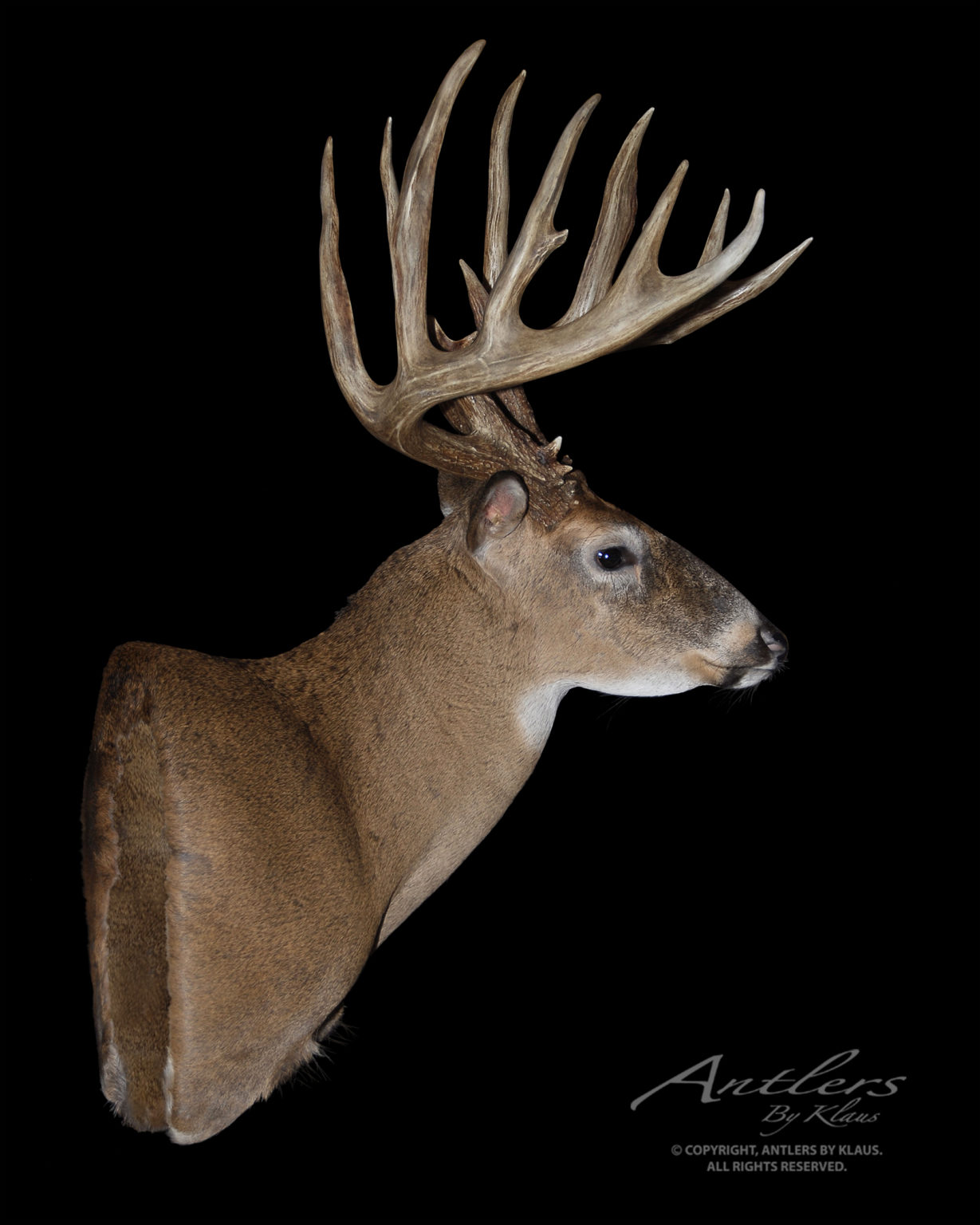 Mel Johnson Buck Antlers By Klaus