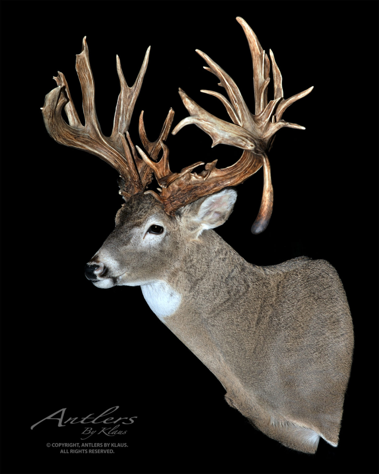 Albia Buck Sheds - Antlers by Klaus