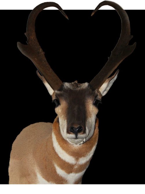 Antelope