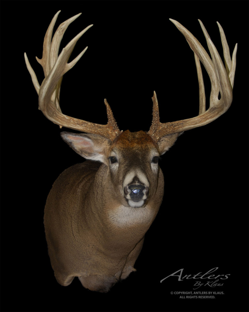 Field and Stream Buck - Antlers by Klaus