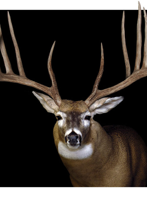Whitetail – Deluxe