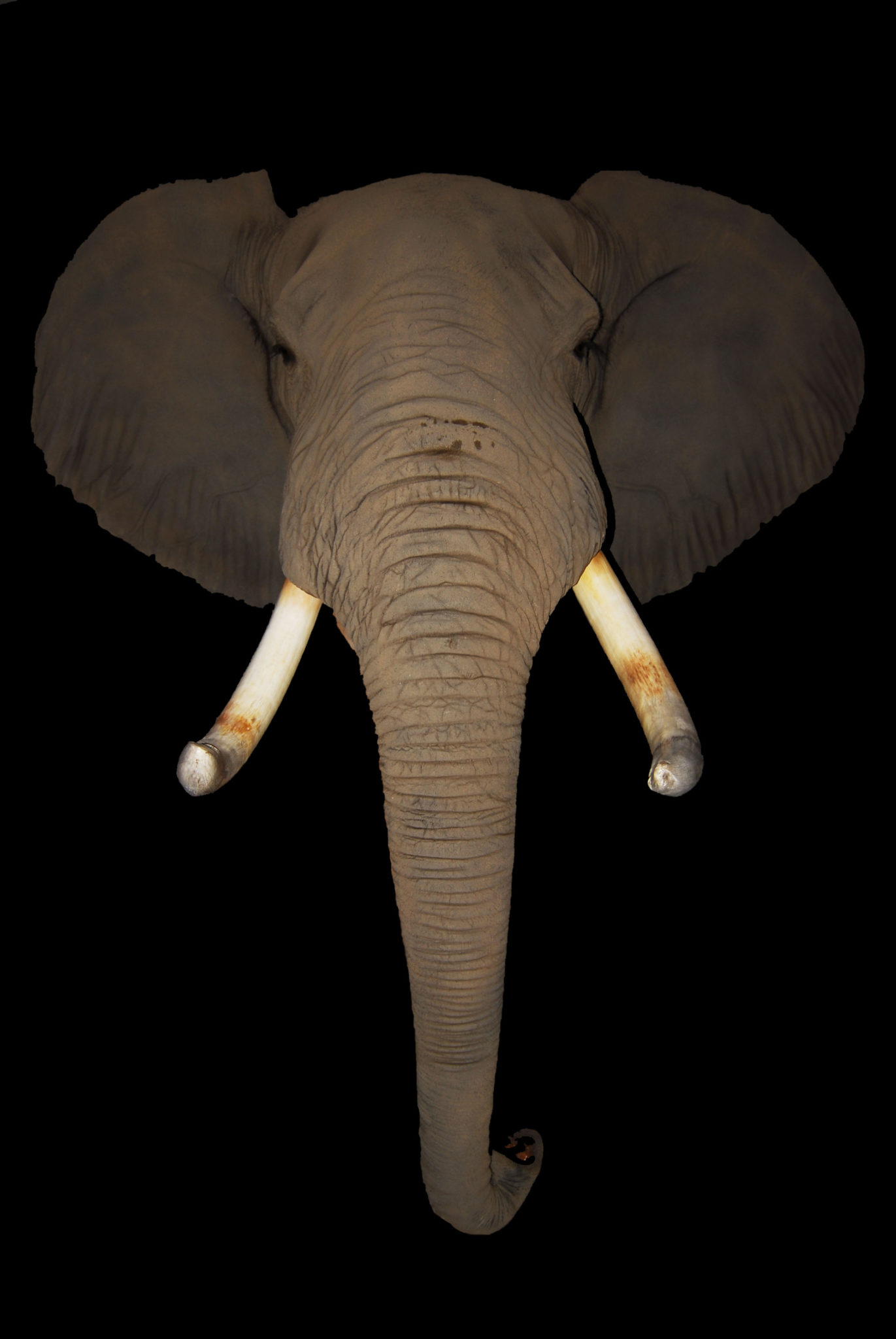 Elephant Tusks - Antlers by Klaus