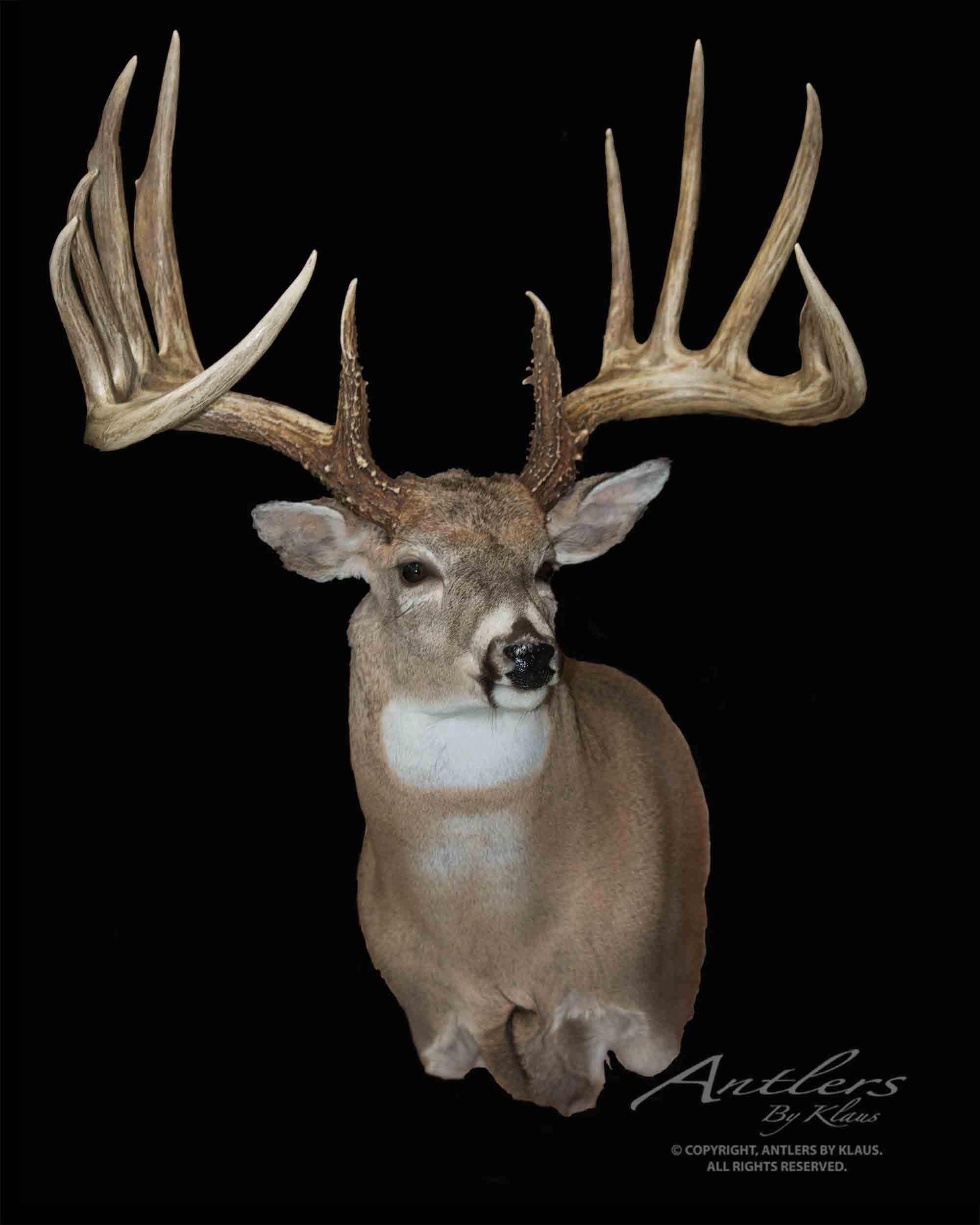 General Sheds - Antlers by Klaus