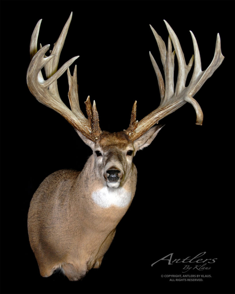 Scott Hartman Sheds - Antlers by Klaus