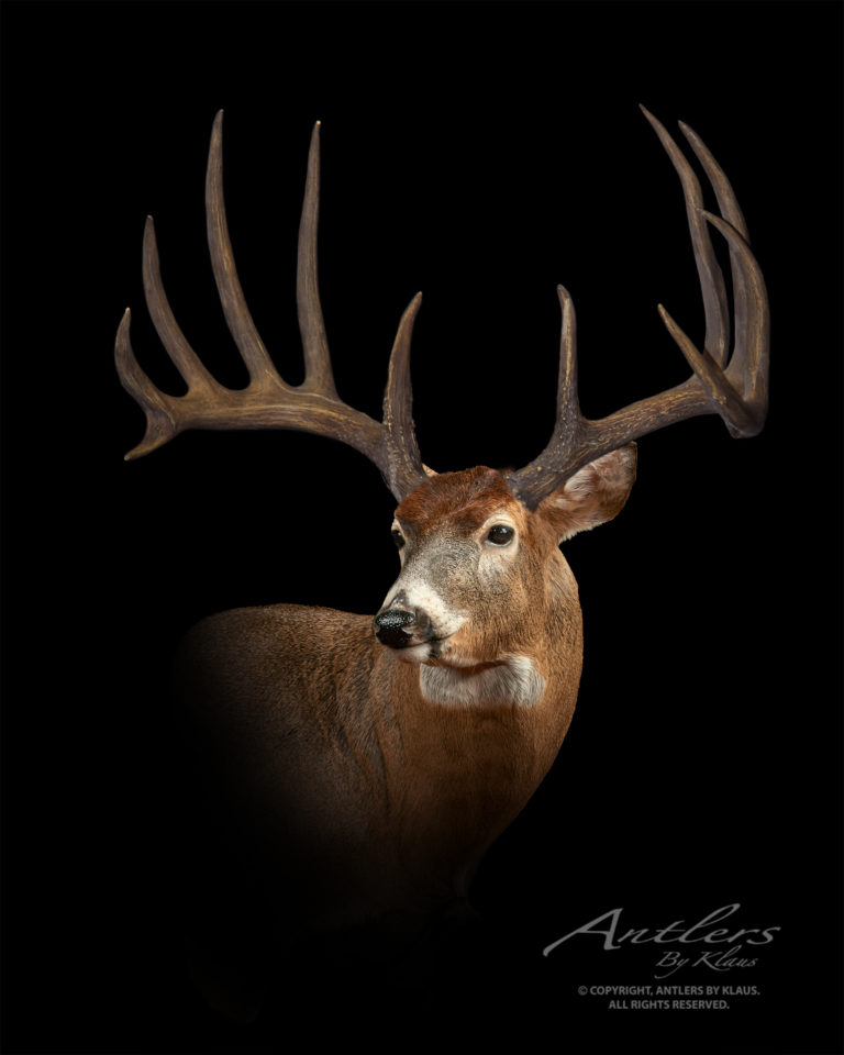 Heart Attack Buck - Antlers by Klaus