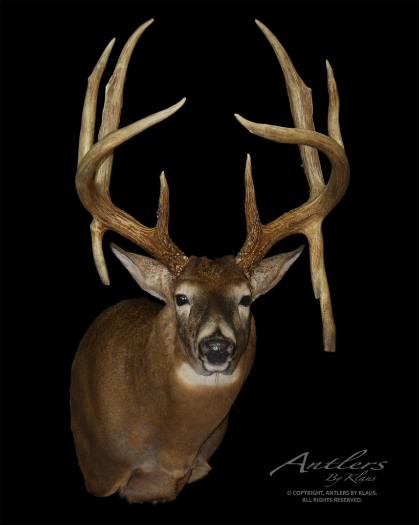 Hermanson Record 8 Point - Antlers by Klaus