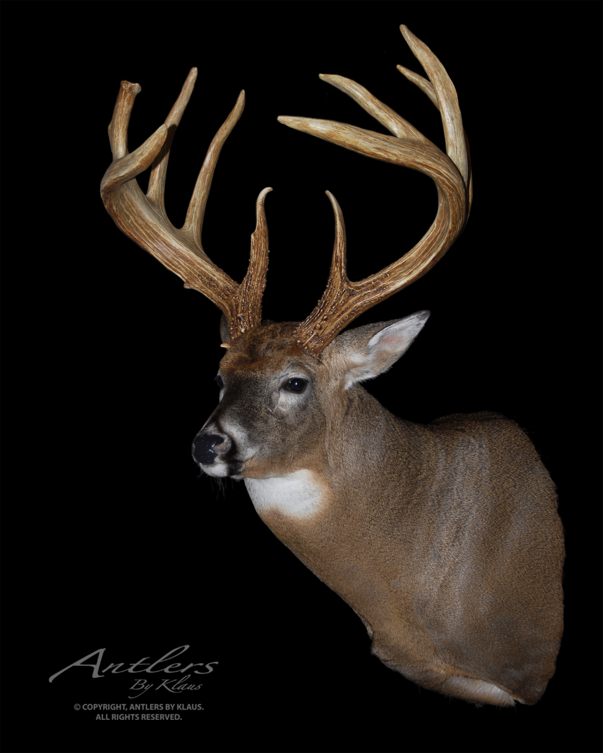 Jordan Buck Antlers By Klaus