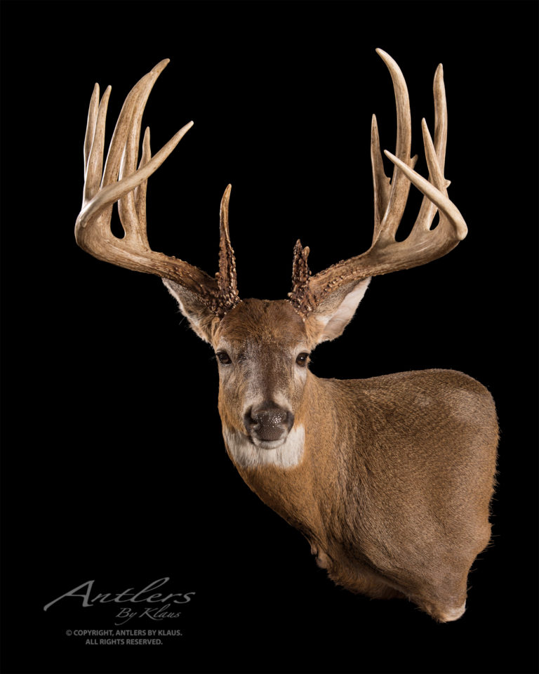 Jim Cogar Buck - Antlers by Klaus