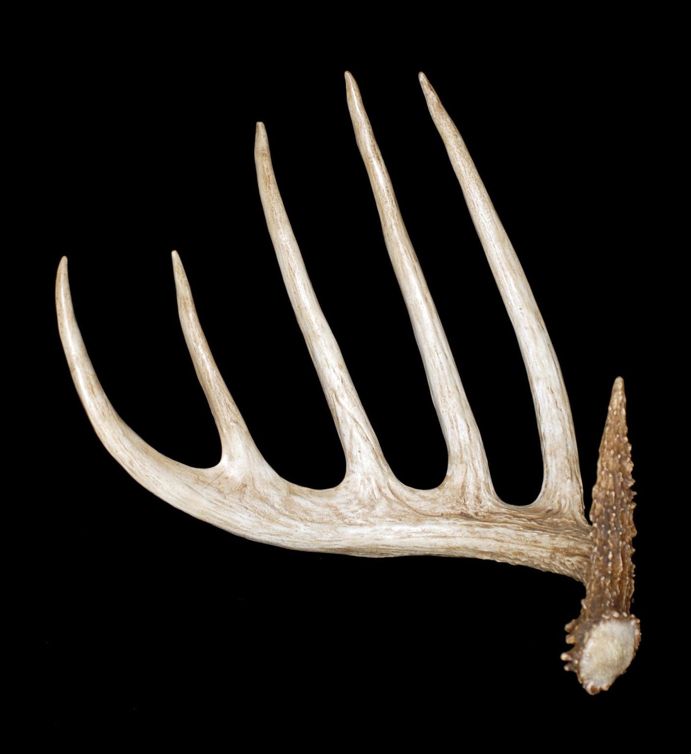 Kansas King Shed Antlers by Klaus