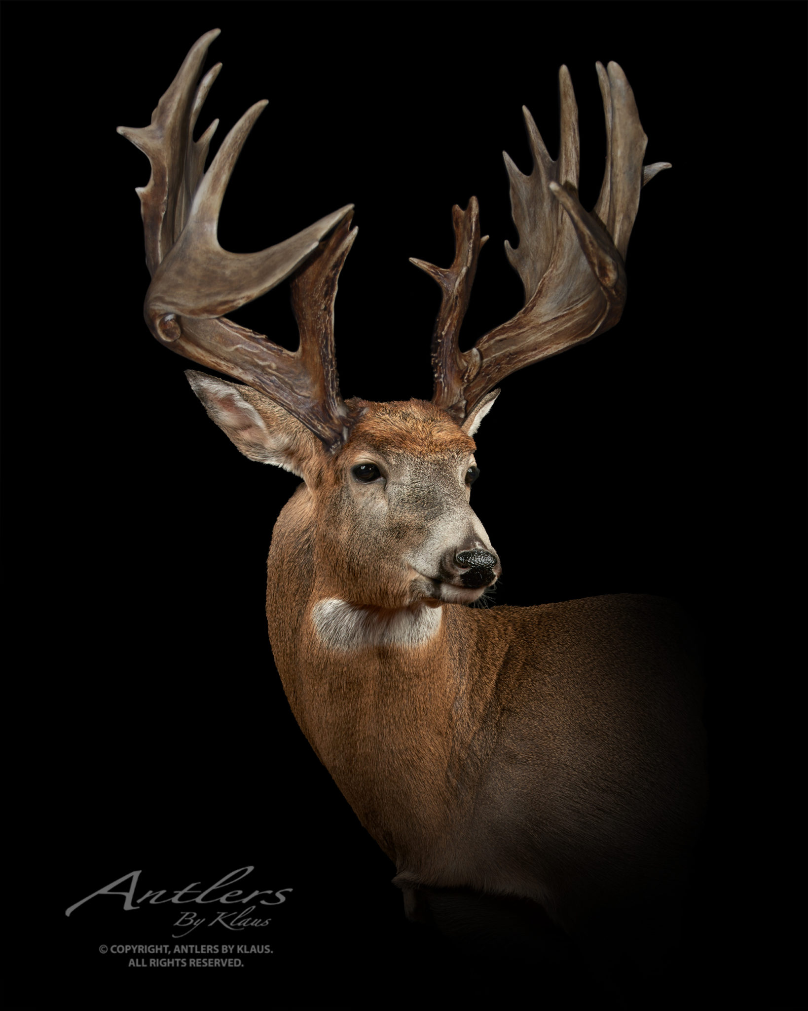 Kopp Buck Sheds - Antlers by Klaus