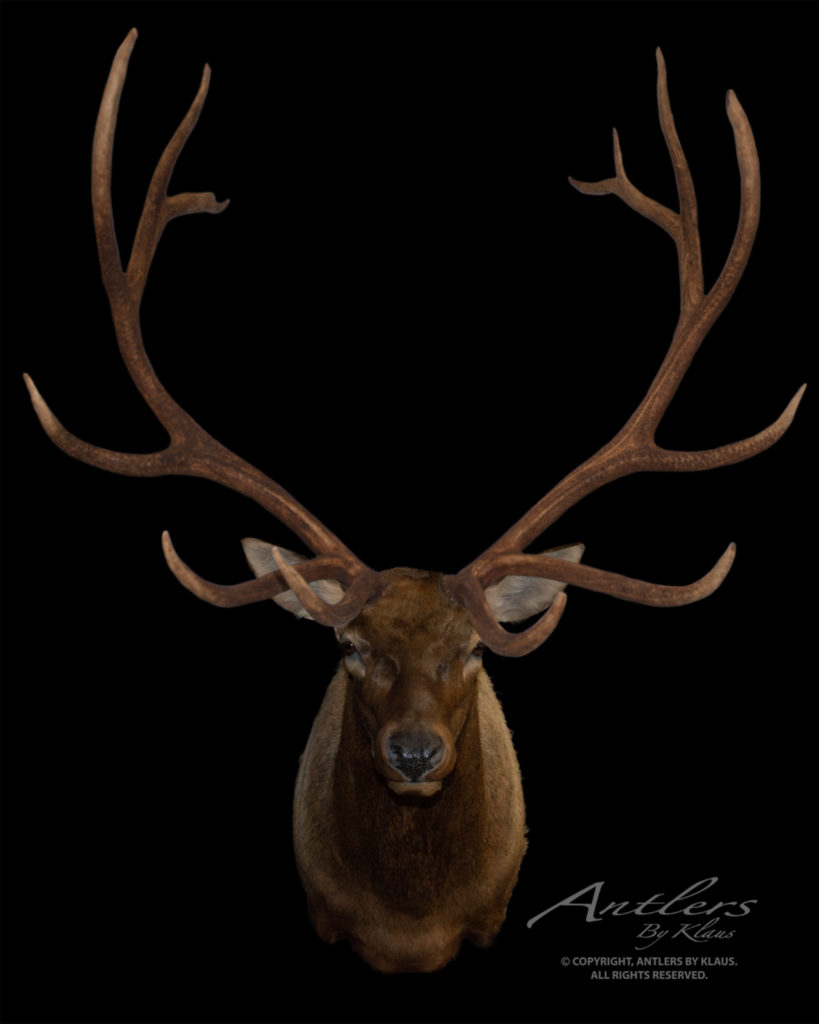 Montana Monster Elk - Antlers By Klaus