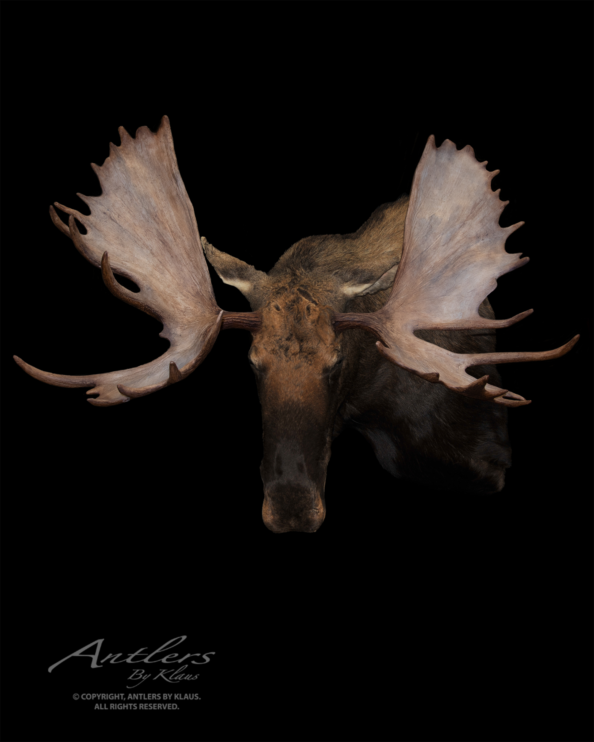 Northern Minnesota Moose Antlers By Klaus