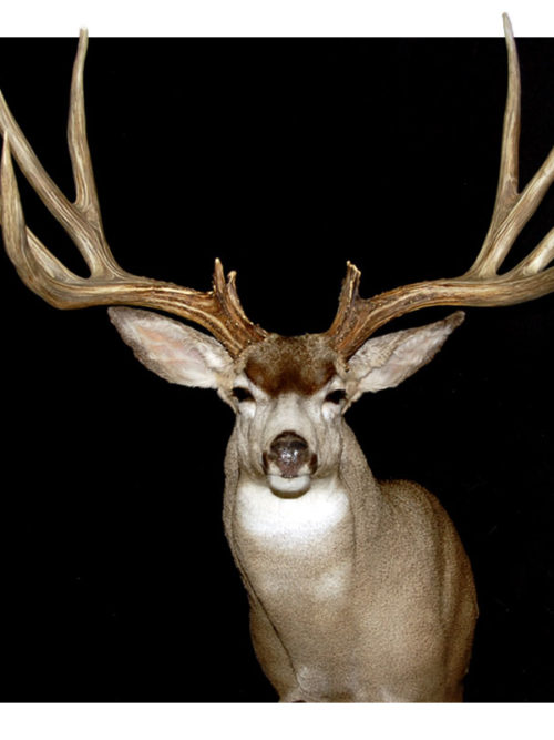 Mule Deer
