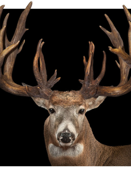 All Whitetail Non-Typical