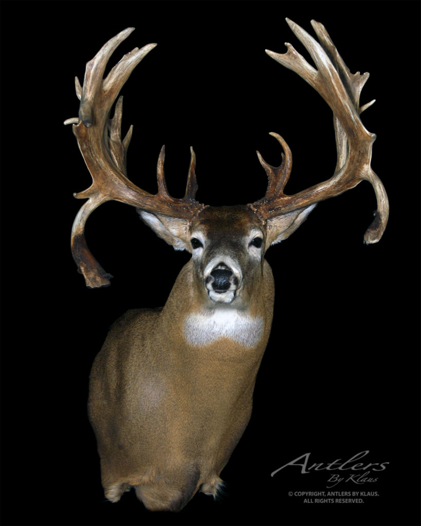 Riniker Buck - Antlers By Klaus