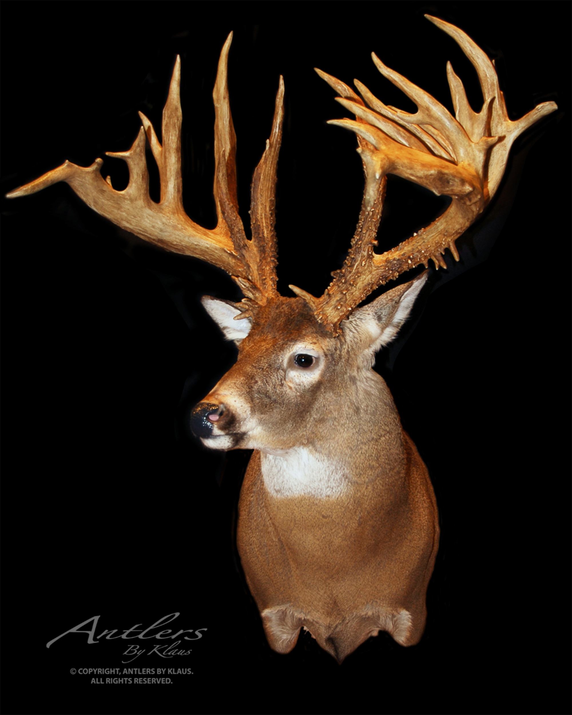 How To Score a Whitetail Deer: Trophy Tape Review 