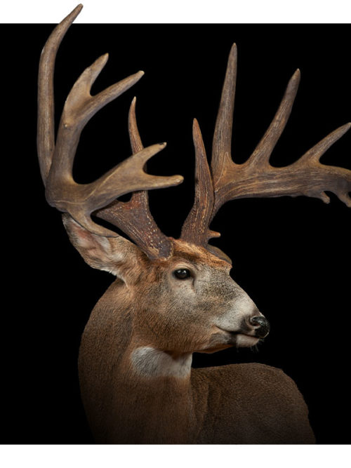 All Whitetail Typical