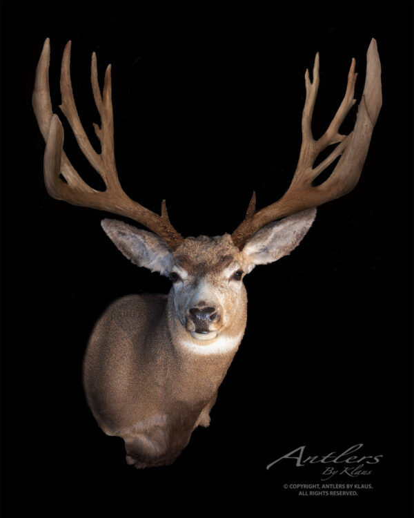 Wild West Mule Deer - Antlers by Klaus